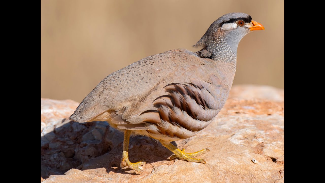 See See Partridge Bird voice Sound