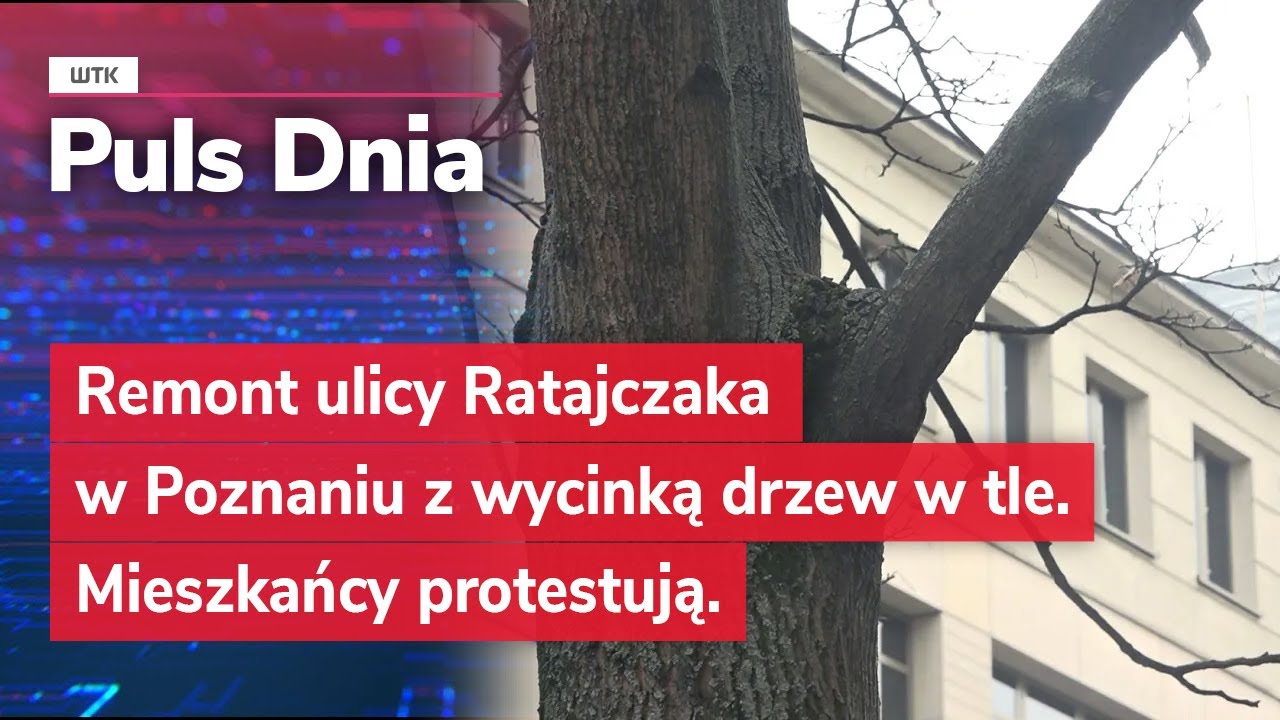 Remont ulicy Ratajczaka w Poznaniu z wycinką drzew w tle. Mieszkańcy protestują