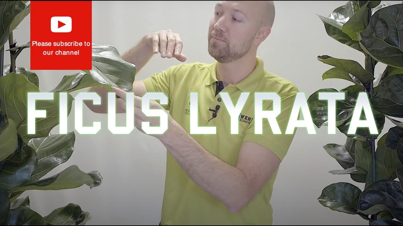 All you need to know about Ficus Lyrata - Fiddle Leaf Fig