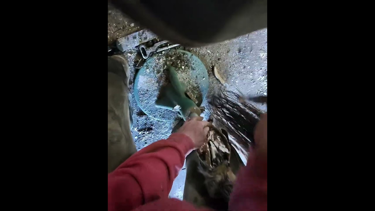 Trimming hoof restoration full length 🐴 