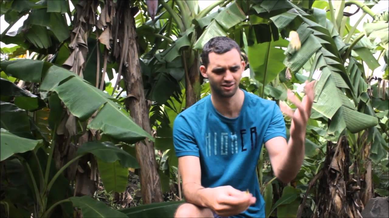 Kako zraste banana