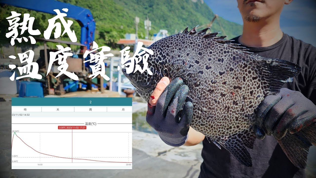 【生魚片技研】熟成魚降溫效率實驗與討論 | 定置網夢幻石鯛大出 活締放血後帶回家