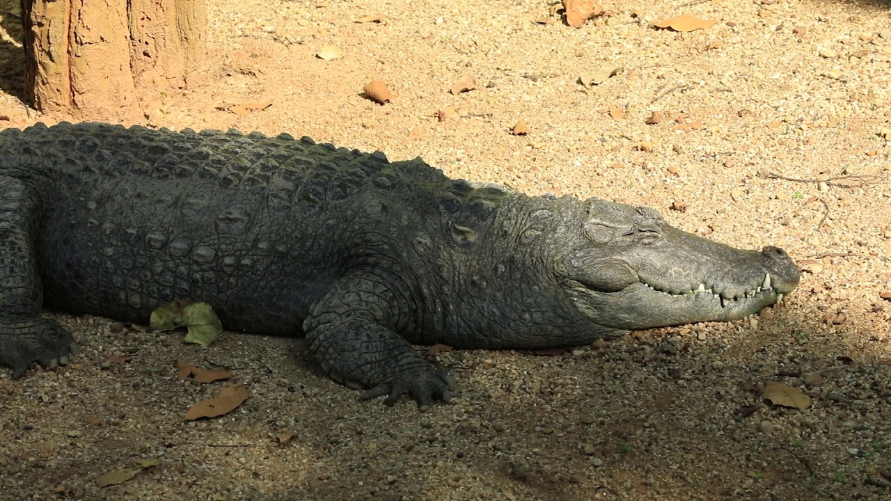Birsa zoo Virtual Tour