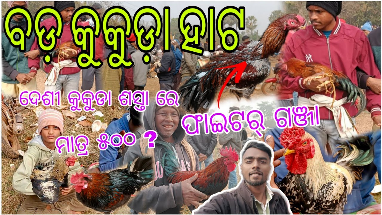 ଦେଶୀ ଜଙ୍ଗଲି କୁକୁଡ଼ା🐓ଫାଇଟର୍ ଗଞ୍ଜା🐔 ୫୦୦ ଟଙ୍କା ରୁ ଆରମ୍ଭ// West Bengal Tribal Market// VLOG 