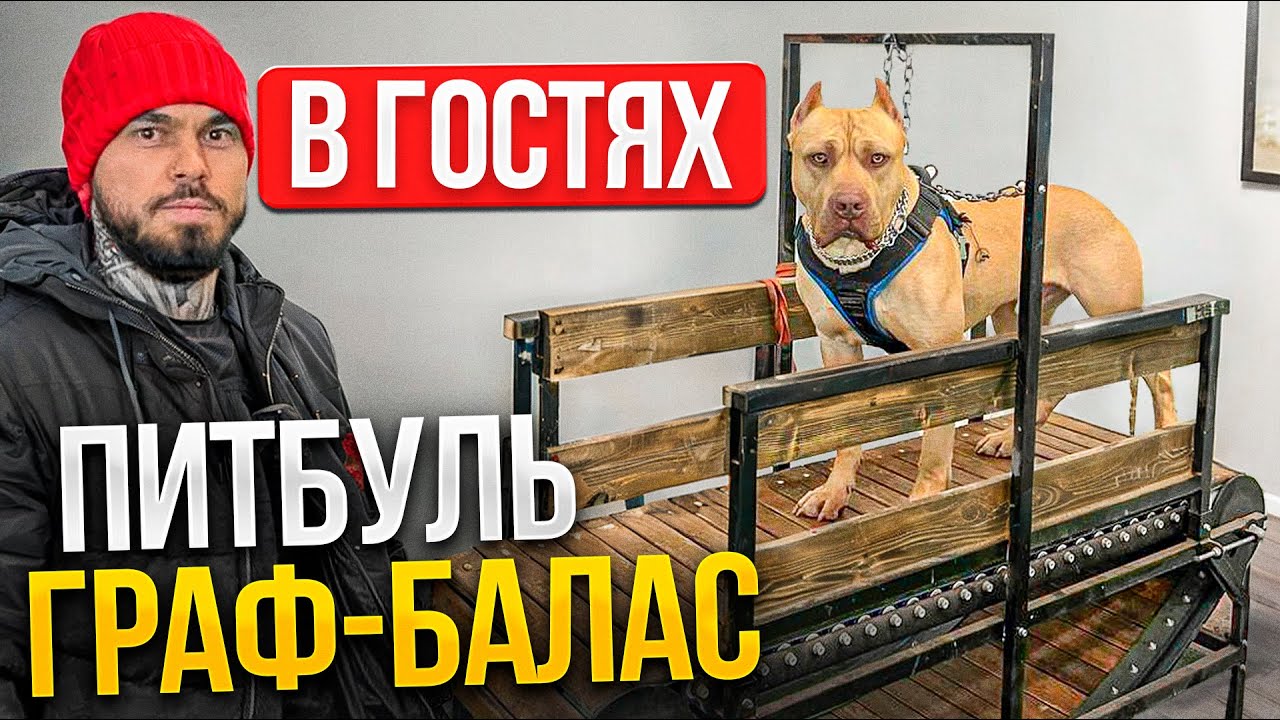 ПИТБУЛЬ ГРАФ БАЛАС В ГОСТЯХ