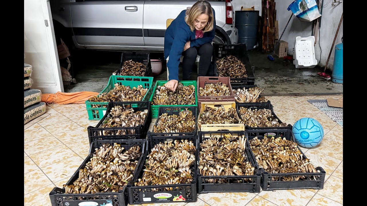 “Raccolta Epica di Funghi Chiodini con Mamma: Un’Avventura INASPETTATA a Pochi Giorni da Natale!”