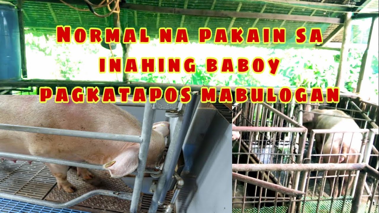 Gaano kadami ang normal na ipapakain sa inahing baboy pagkatapos mabulogan | Ryan Patenio