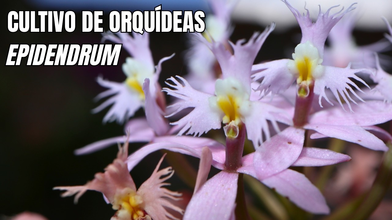 Las Mejores Orqu&iacute;deas para Principiantes - Orqu&iacute;deas Epidendrum