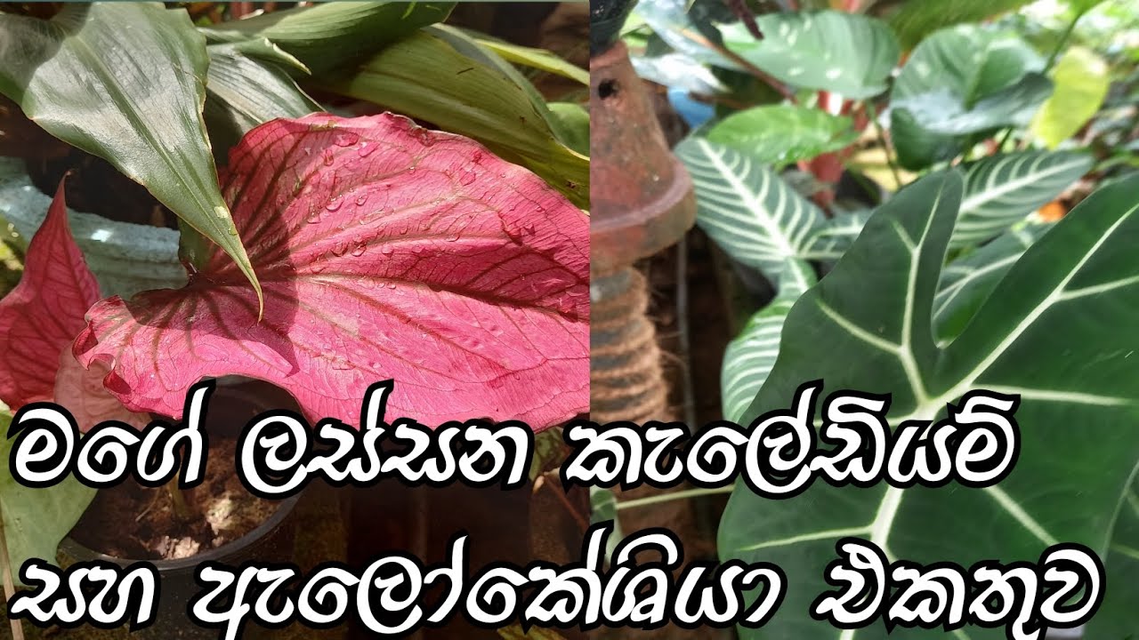 මගේ ලස්සන කැලේඩියම් සහ ඇලෝකේශියා එකතුව ..