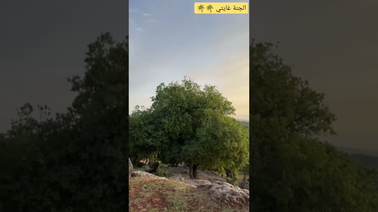 🌴اللهم إنا نسألك رضاك والجنة 🌴