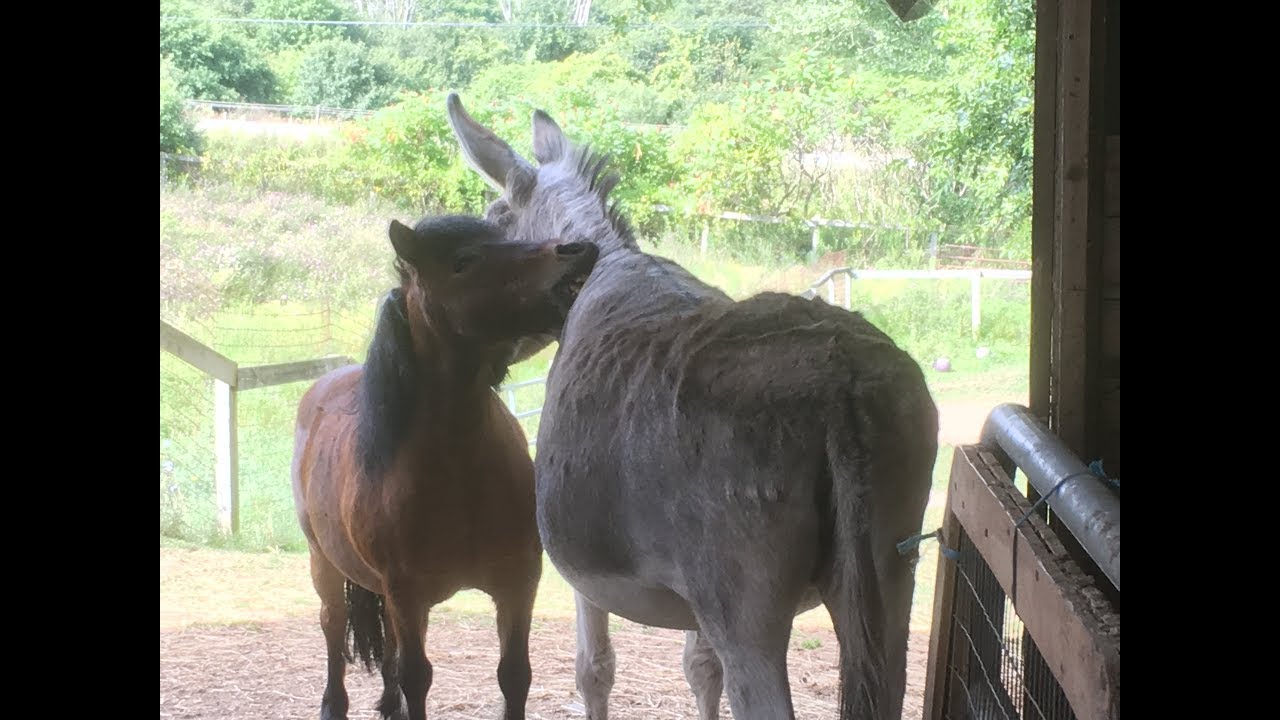 Invitation to Spring Farm CARES