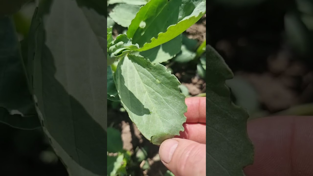 Mzuri direct drilled spring beans 2023