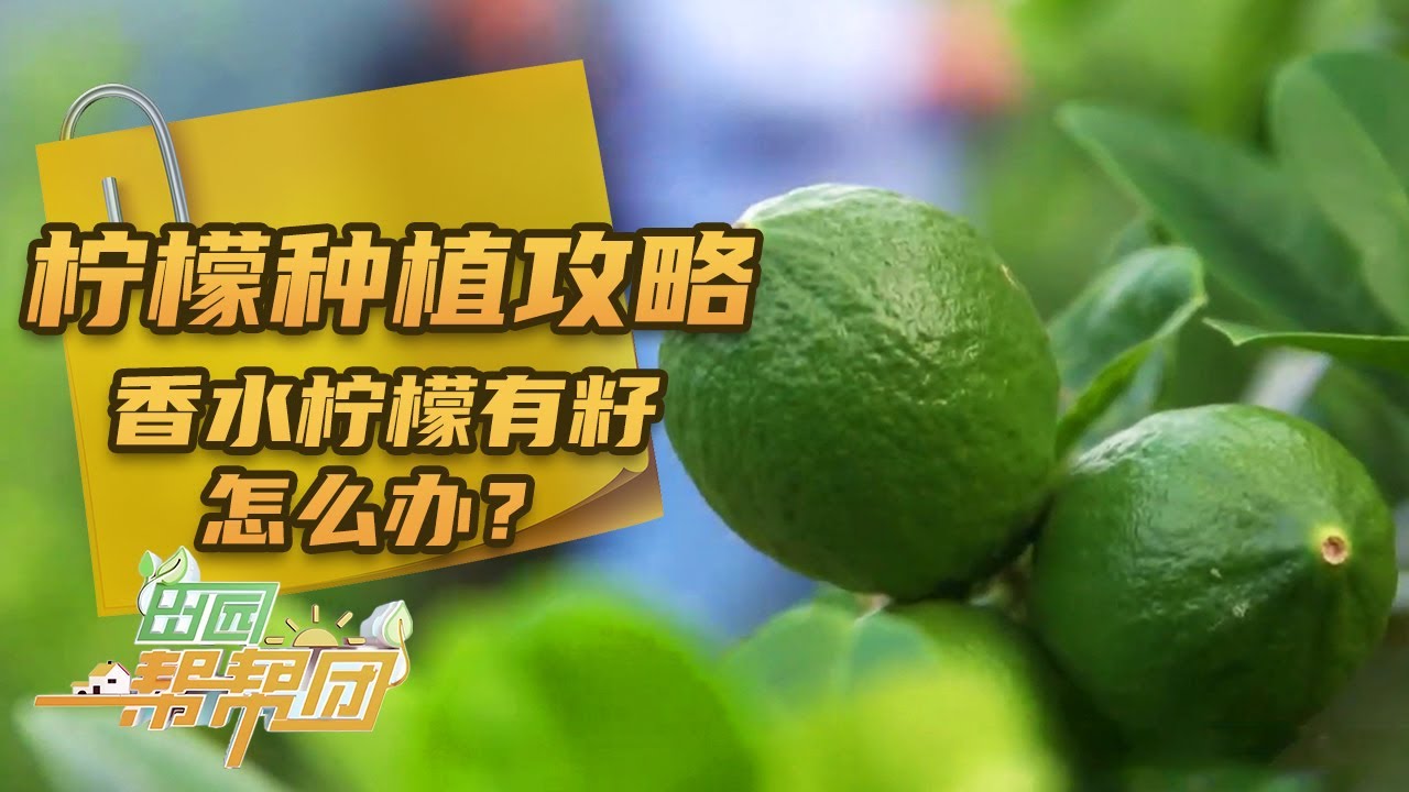 一般学不到的知识！蜜蜂竟会导致香水柠檬有籽？如何防蜂而又不伤蜂？「田园帮帮团」20241119 | 农业致富经 Agriculture And Farming