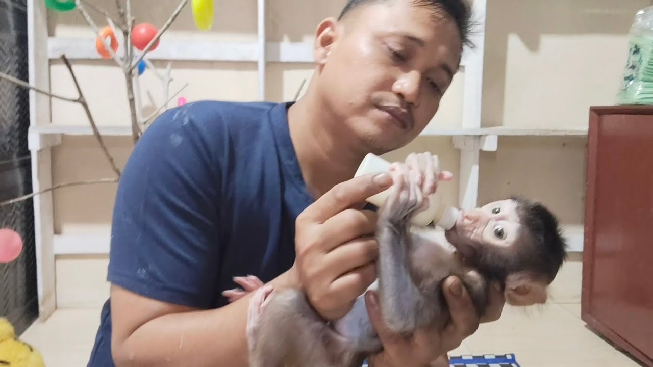 Oh my gosh, it's really hard to get Boni's baby monkey to drink milk