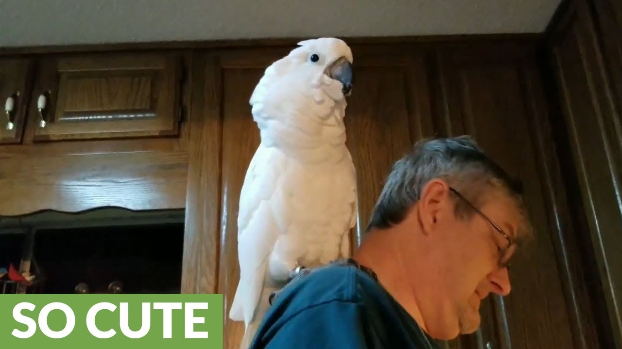 Cockatoo serenades owner by singing 'I love you'
