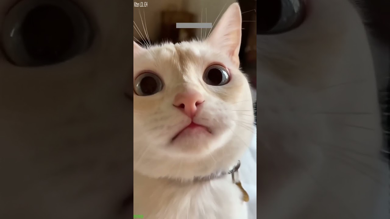 Cute Animals 🐕 #viral 🥰 # #1618