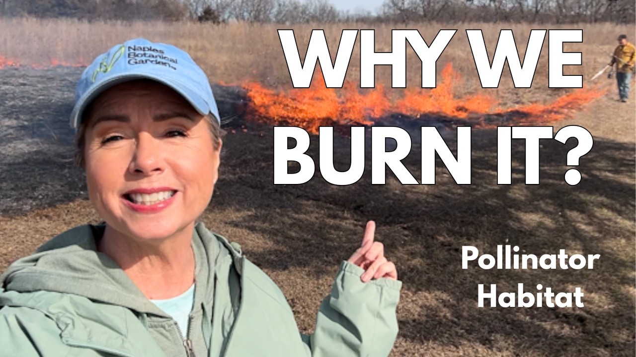 Controlled Burn for Pollinator Habitat | Managing Our 2 Acre Native Wildflower Meadow