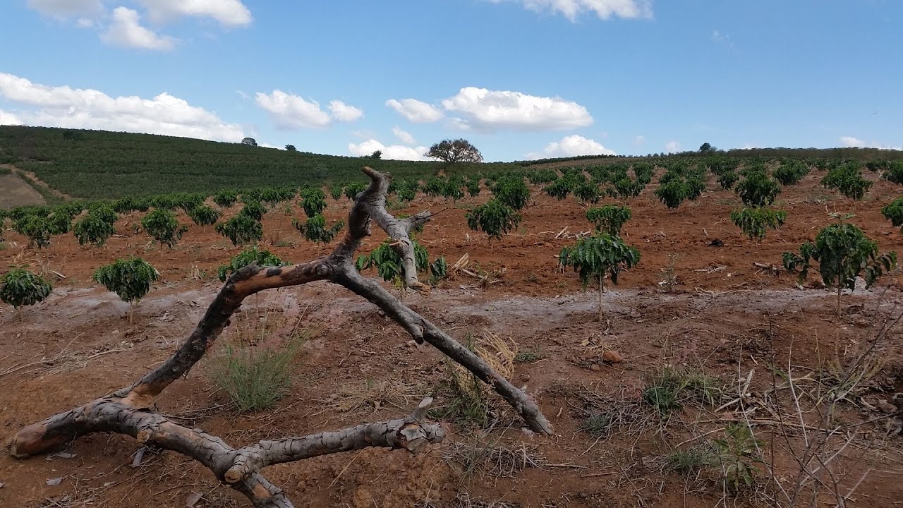 How a Coffee Plantation looks like, our favorite Sítio in Minas Gerais / Brazil