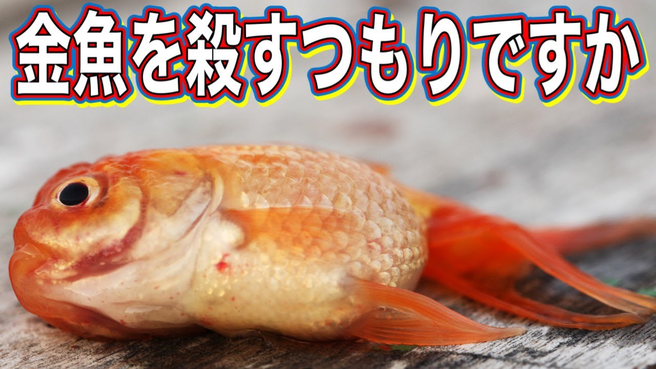 【金魚の飼い方】絶対にやってはいけない金魚飼育のタブー13選