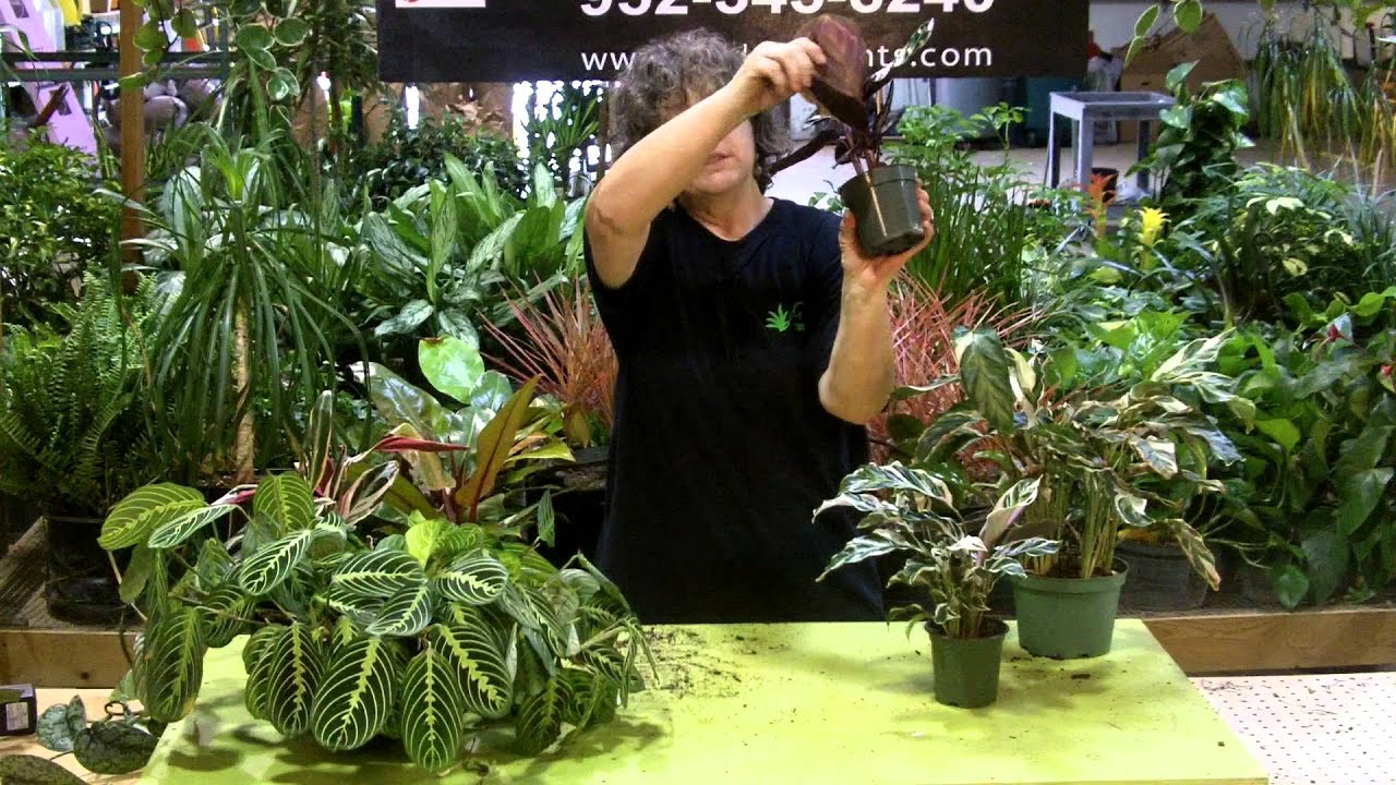 Tech talk merant calathea