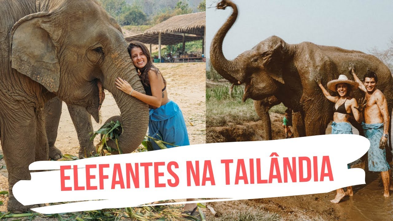SANTUÁRIO DE ELEFANTES NA TAILÂNDIA // Vlog 3 #MDANaTailândia