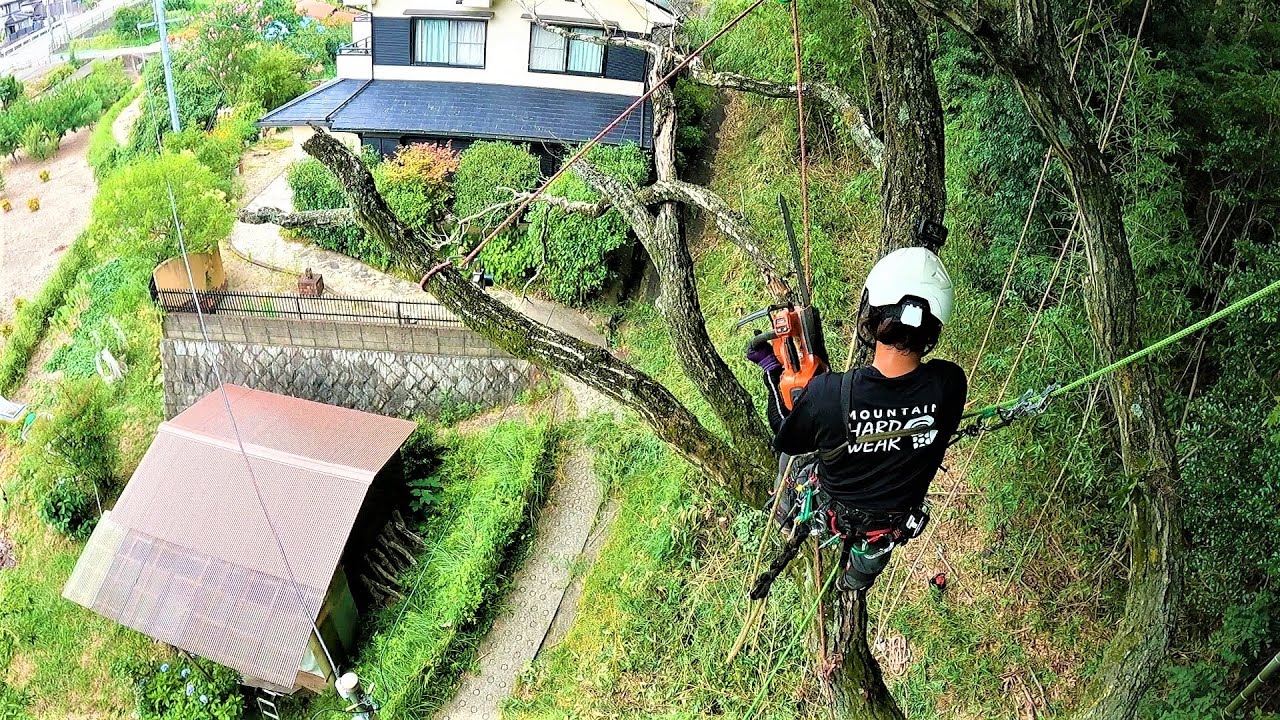 枯れた大木の伐採作業♪