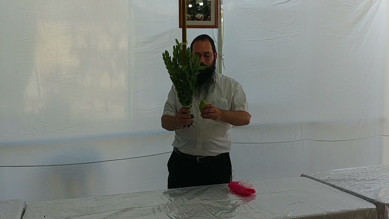איך מברכים על ארבעת המינים