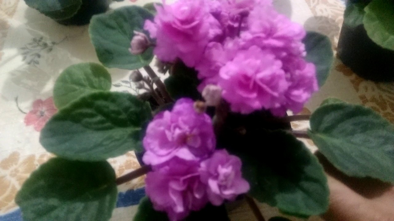 Violetas que nascem em 20 dias
