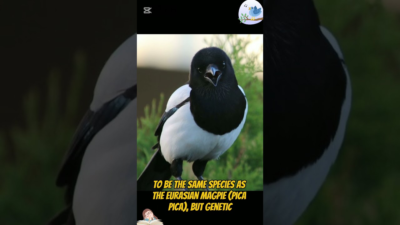 The Lucky Bird of Korea: The Korean Magpie!