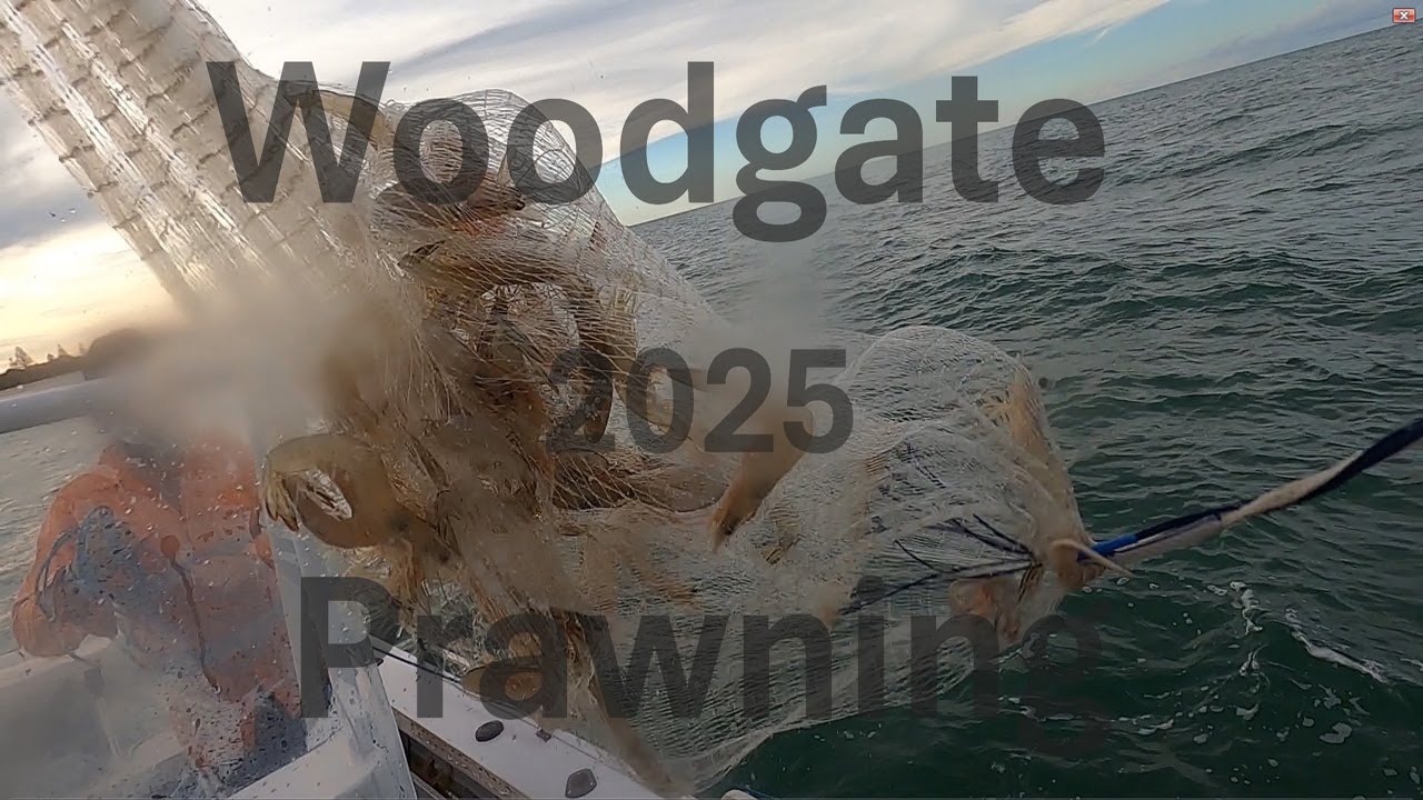 Woodgate prawning 2025