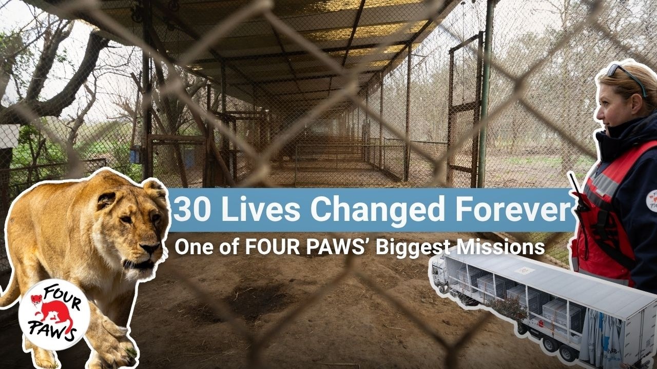 #TogetherForBigCats 30 Lives Changed Forever - One of FOUR PAWS&rsquo; Biggest Missions | FOUR PAWS | [EN]