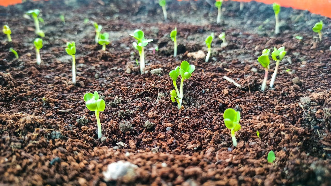 बीज कैसे लगाए || How to Plant Seeds in a  Pot