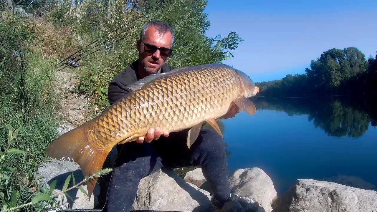 Carpes d'Ardèche 100% sauvage DEPARTS EN LIVE