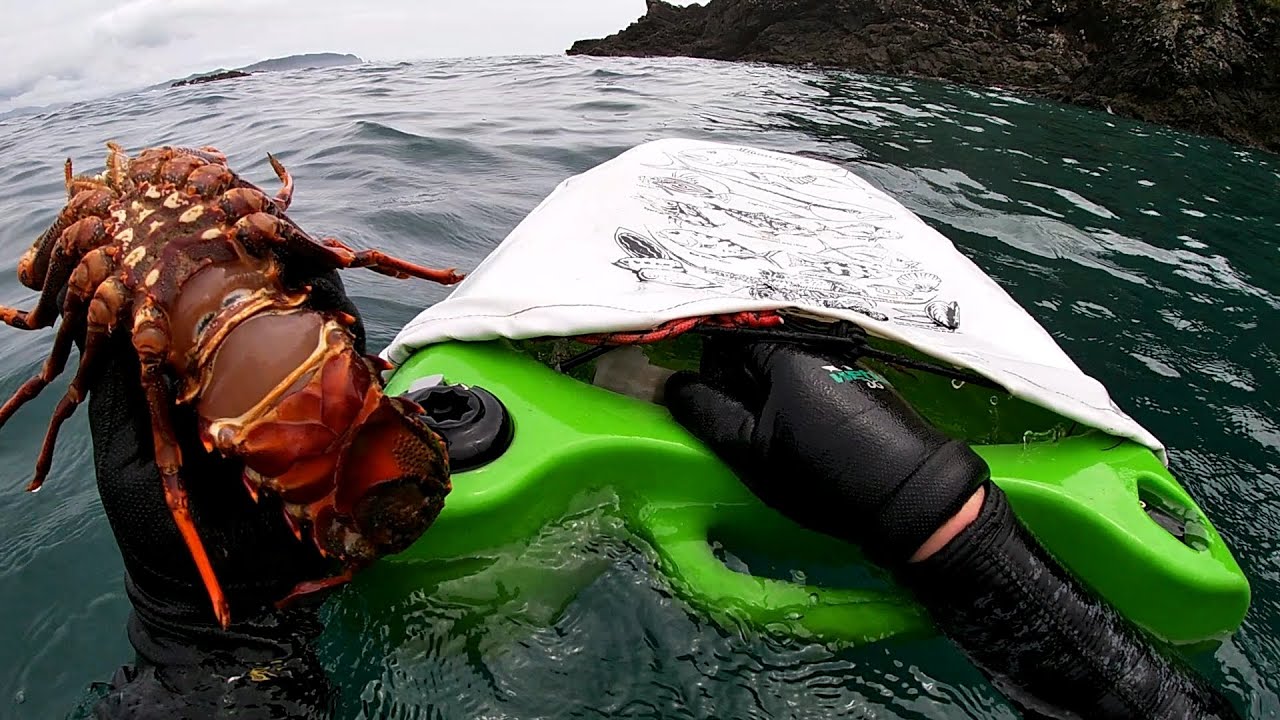 Cray hunting ! Northland kayakfishing, cray diving