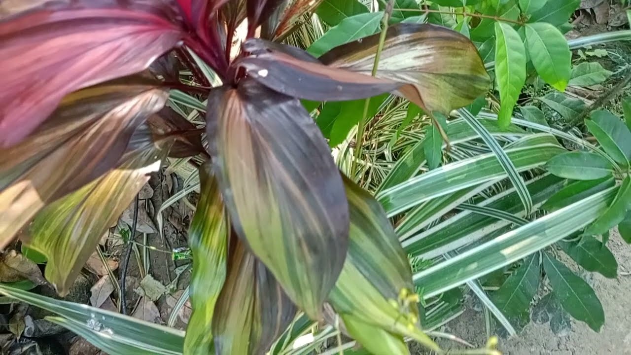 การตอนมะละกอ โดยไม่ใช้ดิน ไม่ใช้แกลบ ไม่ใช้ขุยมะพร้าว ใช้แค่น้ำเปล่า Crop cultivation method