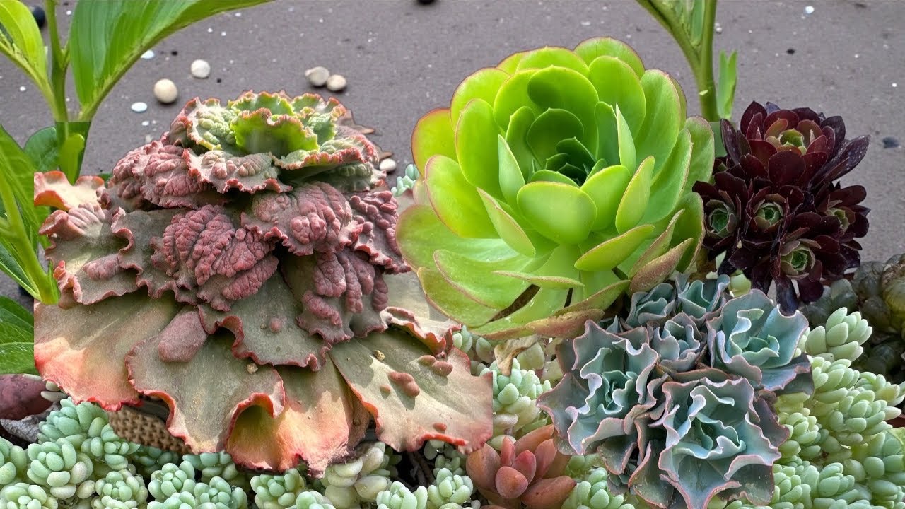 جولة الحديقة للعصاريات شتاء  يناير ٢٠٢٦ garden and succulent tour winter 2026