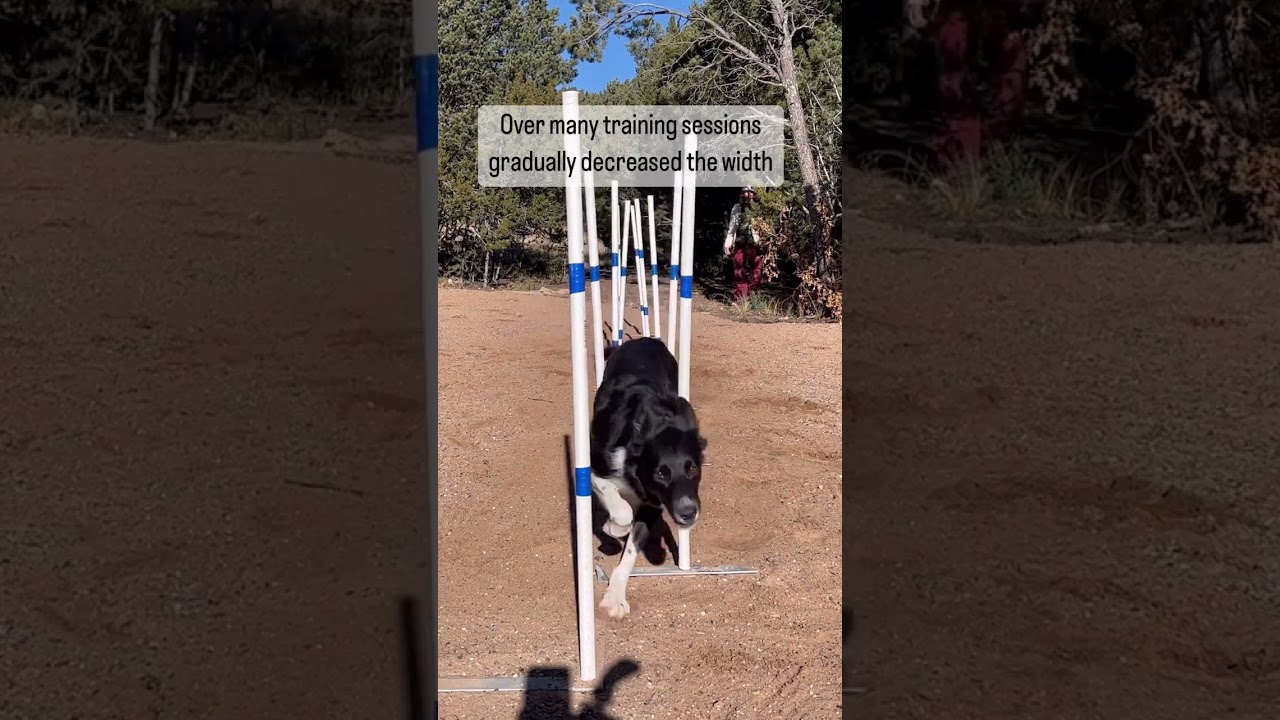 Amazing Dog Trick: Agility Weave Poles