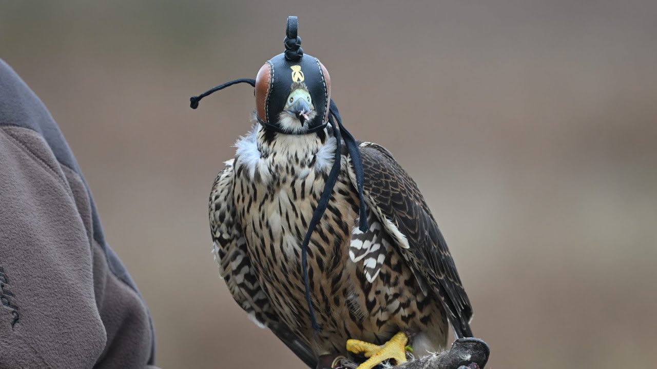 Ammo the tiercel peregrine falcon