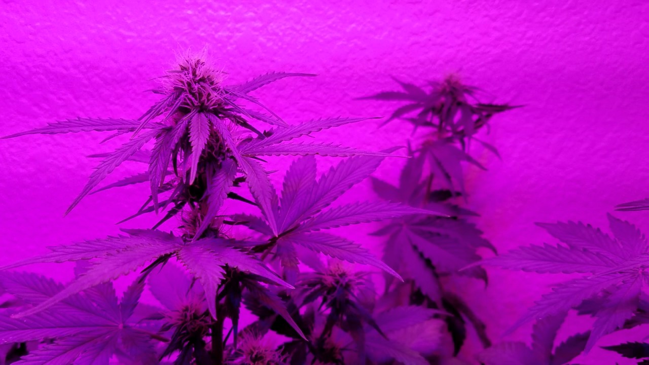 First time grower - Jock Horror Auto- Day 37