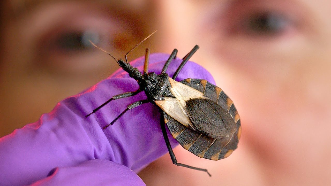 What are kissing bugs? And why are they deadly?