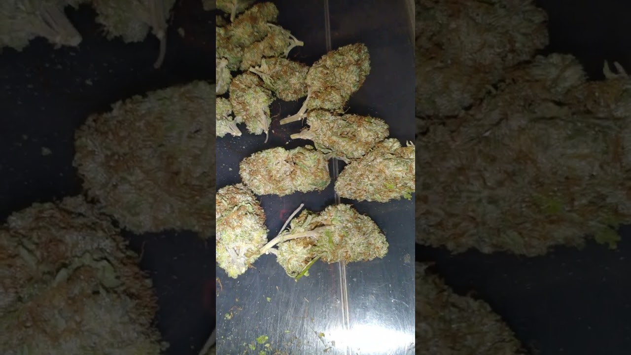 I made my own strain! and i call it black mass