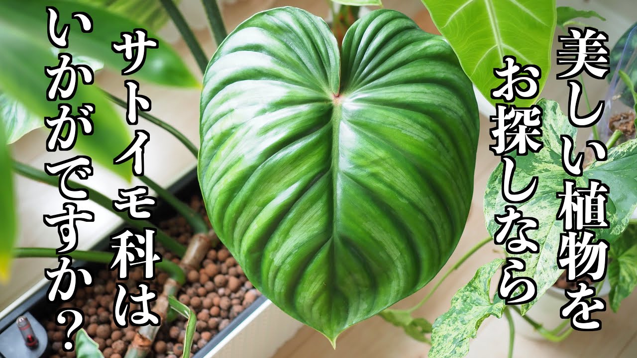 【PLANT TOUR】窓際の棚を購入｜植物ツアー【サトイモ科・アロイド】
