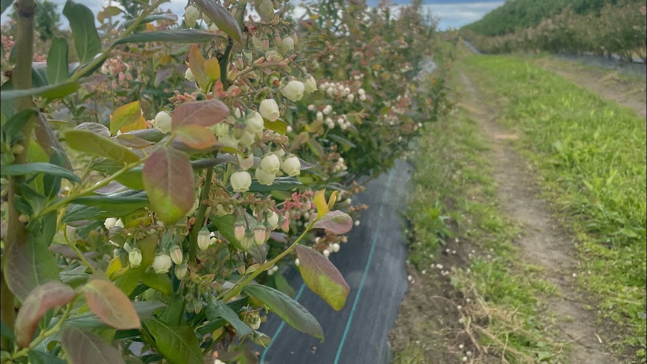 Agrotkanina w borówce wysokiej - rozkładanie na rosnącej plantacji borówka amerykańska blueberry