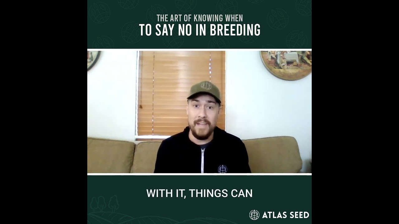 The Art of Saying No in Cannabis Breeding - Mastering the Power of Saying No