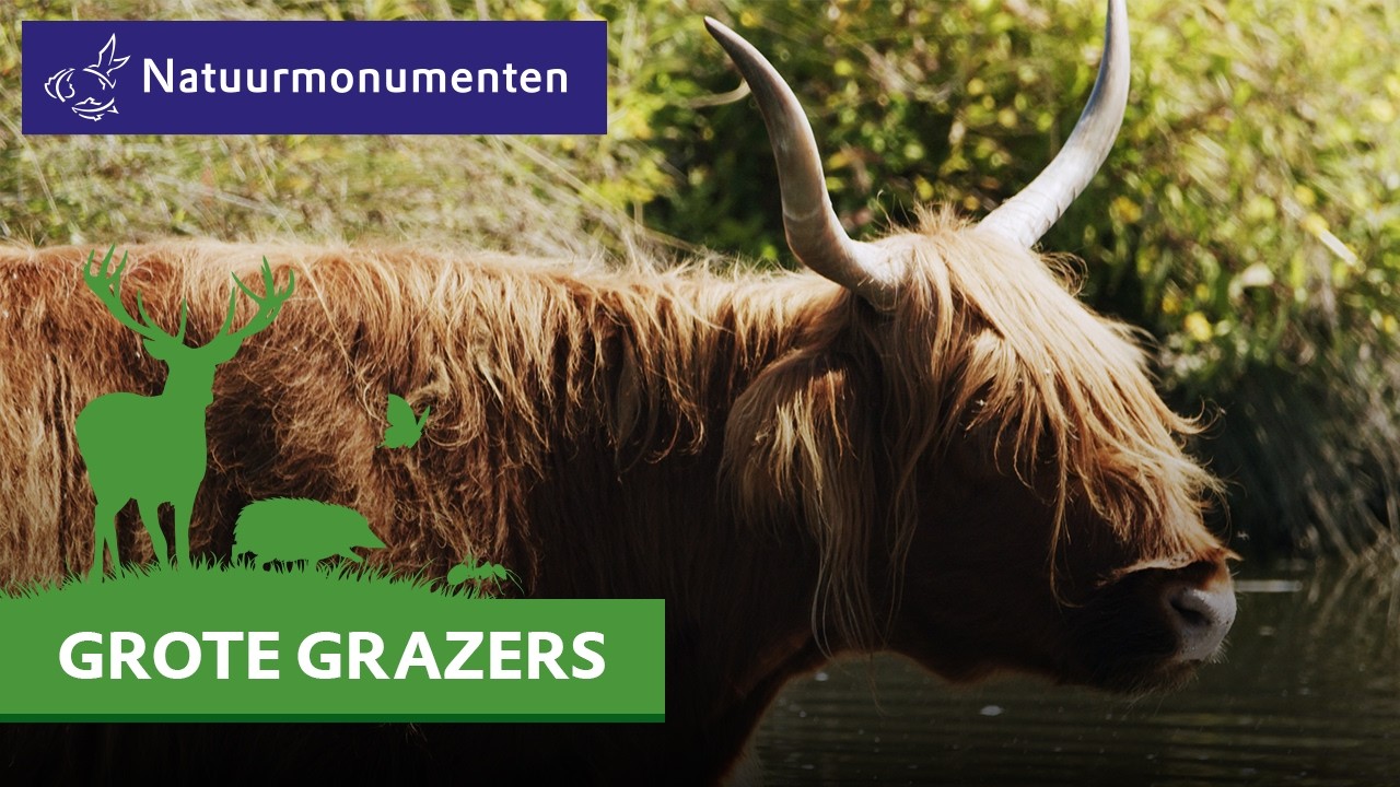Successen uit de natuur  - Grote grazers helpen de natuur op Tiengemeten