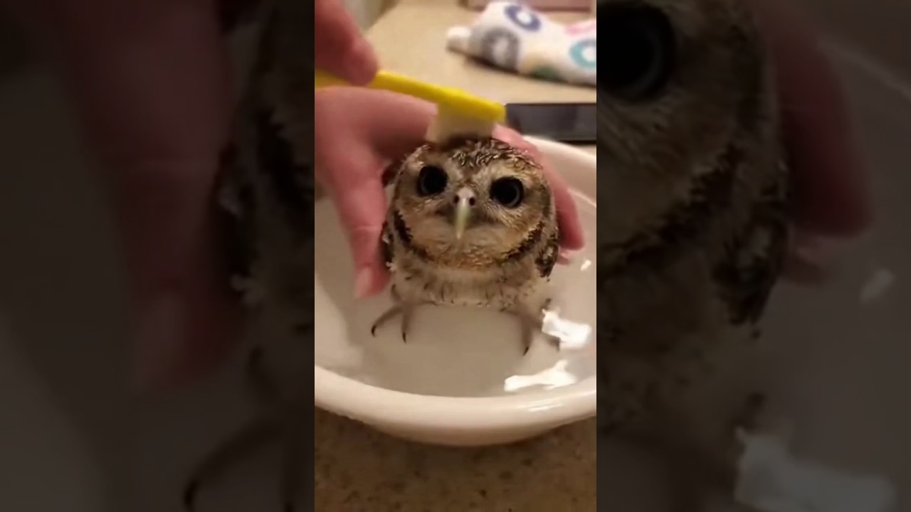 An unconventional pet #pets #animalshorts #funny