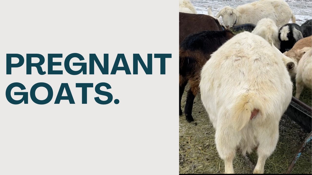 Pregnant Goats | Bird Shenanigans | Rabbit Stock