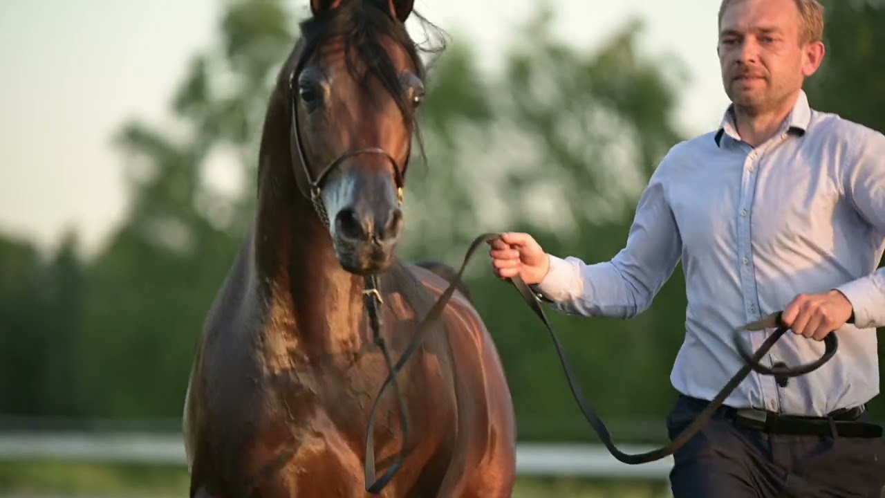PROMETEUSZ - (FA El Shawan x Pianissima), Bay Stallion