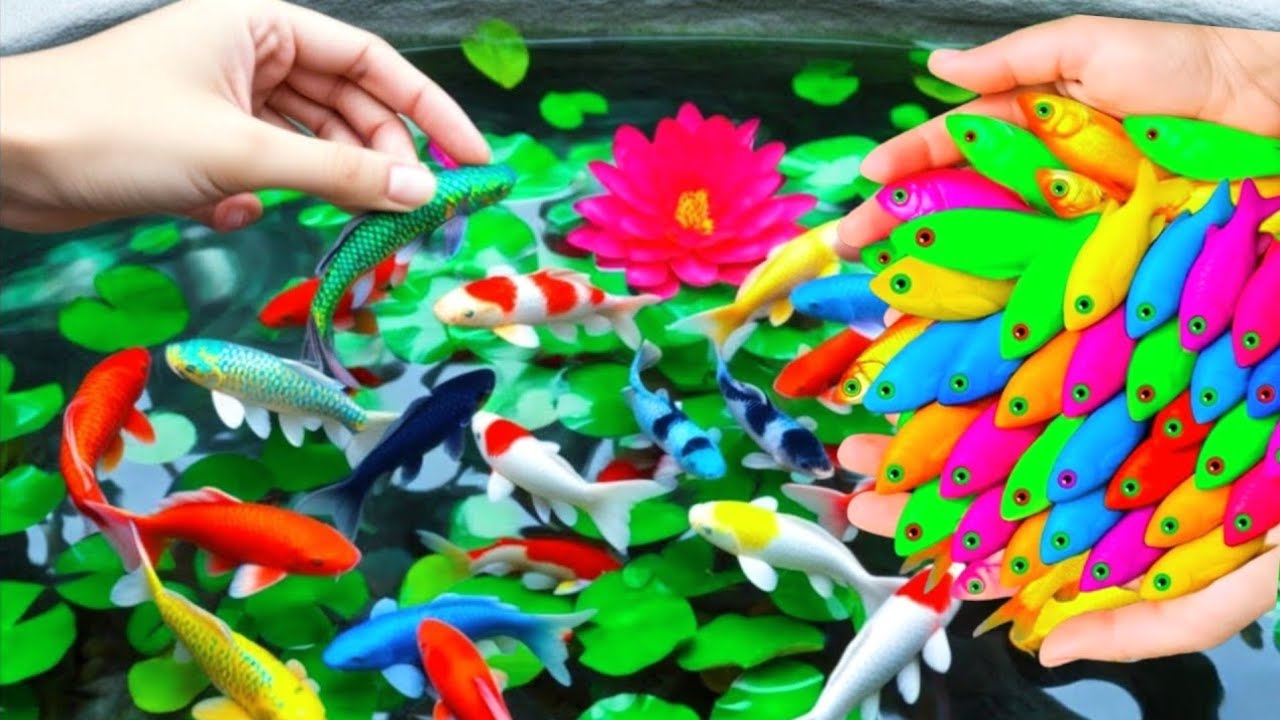 Unboxing IKan Hias Warna Warni,Ikan Cupang,Ikan Koi,Ikan Komet,Ikan Koki,Kura Kura Brazil,Gupy