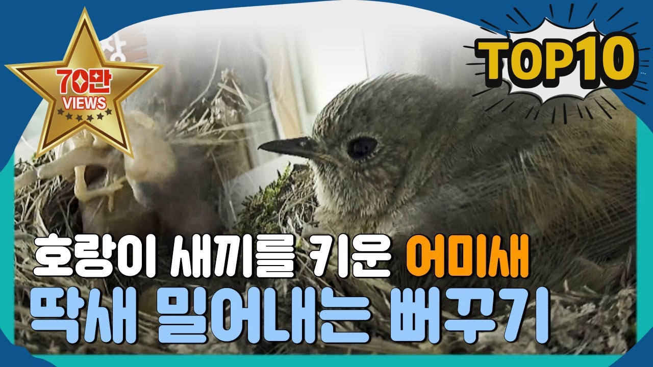 2016년 교양 베스트 클립 10 #TV동물농장 #SBSBEST